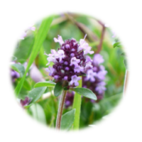 Thymus serpyllum